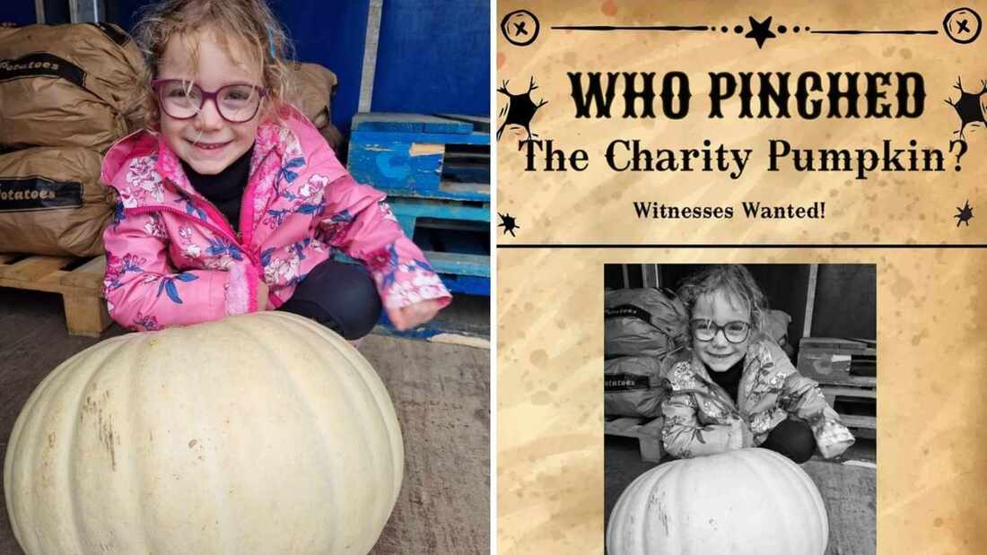 Pumpkingate: the spooky mystery of the missing charity pumpkin. Primrose and the Pumpkin