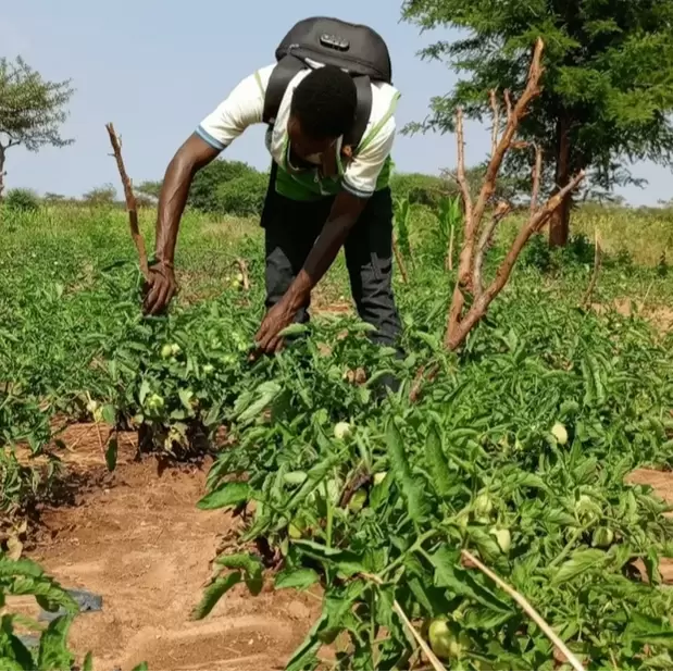 Man tending to potato plants in Karamoja