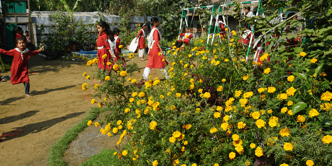 The school garden with a big show of yellow flowers at the front and a set of swings in the background.