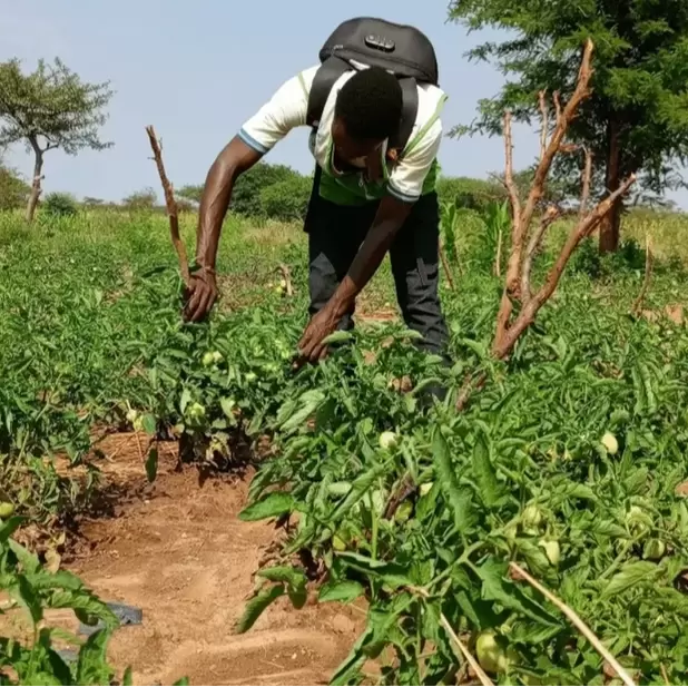 Man in Karamoja tending to potato plants
